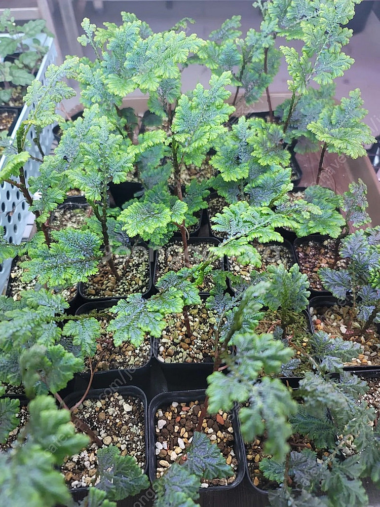 테라리움 비바리움 식물 분양 , 제주애기모람, 블랙메탈 베고니아, 덩쿨 식물, 생수태, 벌레잡이제비꽃 분양--5